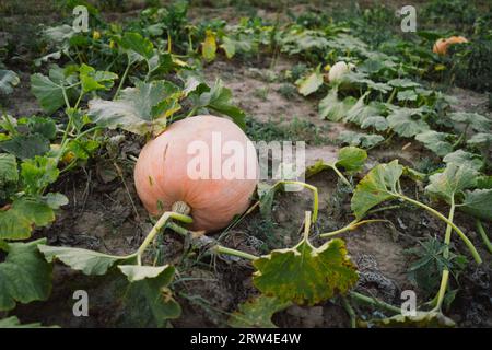 Une grande citrouille pousse dans le jardin. Banque D'Images