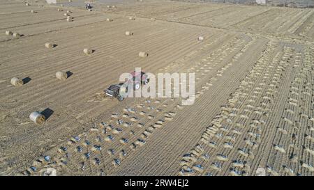 Les agriculteurs utilisent des machines agricoles pour comprimer la paille de riz et les emballer dans une ferme du nord de la Chine Banque D'Images