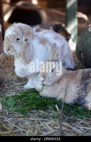 Lapin (Cuniculus), lapin bélier, lapin nain, deux, animal de compagnie, fourrure, couleur, lièvre, enclos, gros plan de deux lapins de compagnie dans un grand enclos extérieur. Le Banque D'Images