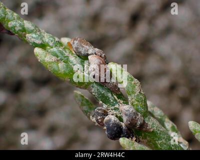 Escargot commun de boue (Peringia ulvae) sur l'wort européen (Salicornia europaea agg.), mer des Wadden, parc national, site du patrimoine mondial de l'UNESCO Banque D'Images