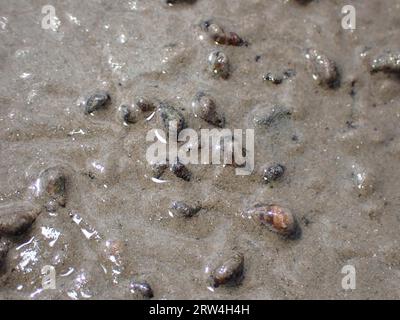 Escargot commun de boue (Peringia ulvae), mer des Wadden, parc national, site du patrimoine mondial de l'UNESCO, Suederdeich, Vollerwiek, Toenning, Frise du Nord Banque D'Images