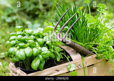 Basilic, ciboulette et coriandre dans le jardin, basilic, ciboulette et coriandre dans un jardin Banque D'Images