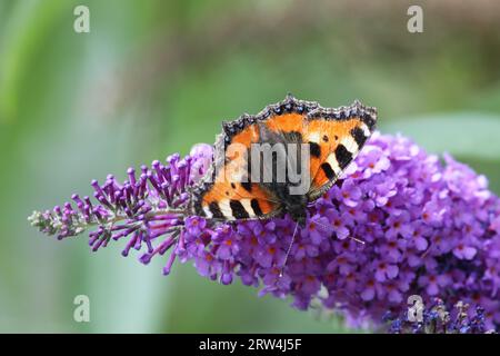 Petite écaille de tortue (aglais urticae) assise sur une fleur de lilas d'été Banque D'Images