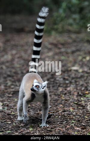 Lémurien à queue annulaire (Lemur catta) qui traverse le sol de la forêt Banque D'Images