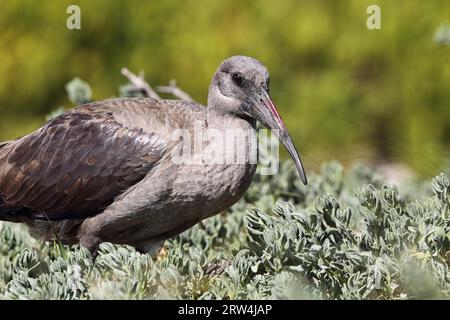 Hadada ibis (Bostrychia hagedash) dans les buissons de Boulders Beach près de Simons Town, Afrique du Sud Banque D'Images