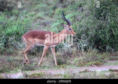 Impala Buck (Aepyceros melampus) dans la réserve de gibier d'Amakhala, Eastern Cape, Afrique du Sud. Impala mâle (Aepyceros melampus) dans la réserve animalière d'Amakhala Banque D'Images