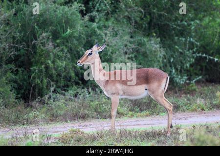 Femelle Impala (Aepyceros melampus) dans la réserve faunique Amakhala, Cap oriental, Afrique du Sud. Femelle Impala (Aepyceros melampus) dans le jeu Amakhala Banque D'Images