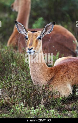 Impala (Aepyceros melampus) à Amakhala Game Reserve, Eastern Cape, Afrique du Sud Banque D'Images