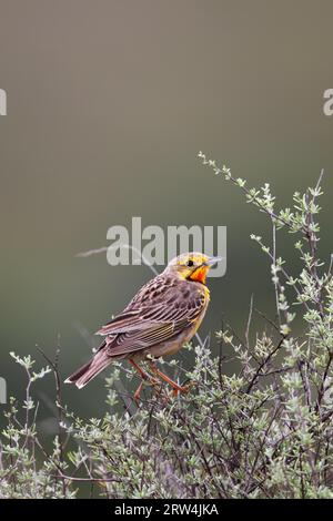 Cape Longclaw (Macronyx capensis) dans la réserve faunique d'Amakhala, Cap oriental, Afrique du Sud. Cape long-tail à Amakhala Game Reserve, Afrique du Sud Banque D'Images