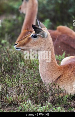 Impala (Aepyceros melampus) à Amakhala Game Reserve, Eastern Cape, Afrique du Sud Banque D'Images