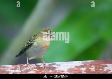 Poudy rouge (Foudia madagascariensis) à Praslin, Seychelles Banque D'Images