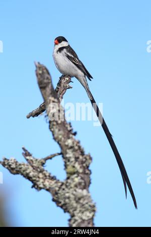 whydah mâle à queue épingle (Vidua macroura) dans la réserve animalière d'Amakhala, Cap oriental, Afrique du Sud. Veuve dominicaine masculine dans la réserve de gibier d'Amakhala Banque D'Images