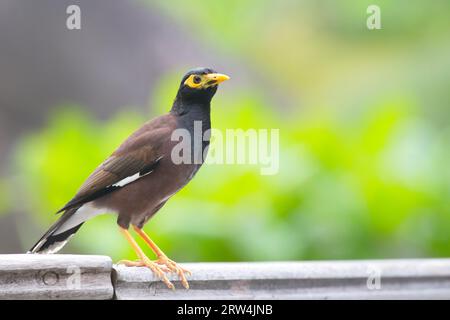 Myne commune (Acridotheres tristis) à Praslin, Seychelles Banque D'Images