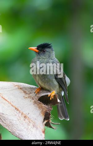 Seychelles Bulbul (Hypsipetes crassirostris) à Praslin, Seychelles Banque D'Images