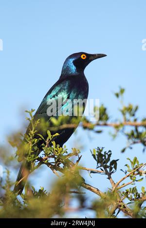 Étoile brillante à ventre noir (Lamprotornis corruscus) assise sur un buisson dans la réserve de gibier d'Amakhala, Cap oriental, Afrique du Sud. Noir-ventre brillant Banque D'Images