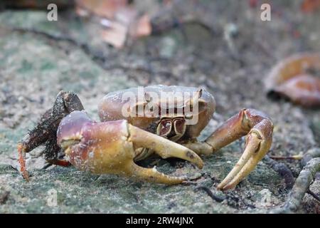 Crabe terrestre géant (Cardisoma carnifex) dans le sable à Praslin, Seychelles Banque D'Images