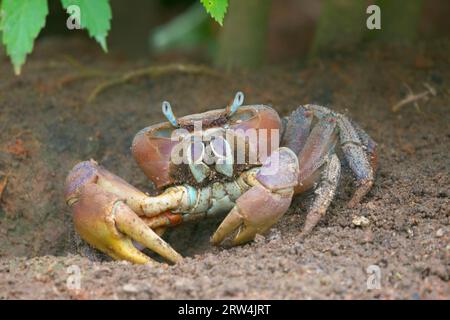 Crabe terrestre Aldabra (Cardisoma carnifex) à Praslin, Seychelles Banque D'Images