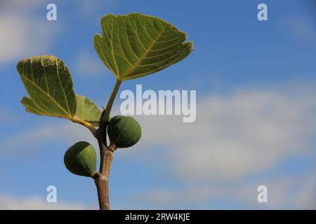 Deux figues encore non mûres sur une branche avec des feuilles vertes, fond bleu-blanc ciel Banque D'Images