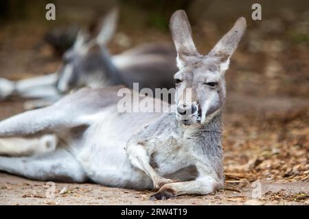 Un kangourou repose au milieu du soleil de midi à Victoria, en Australie Banque D'Images