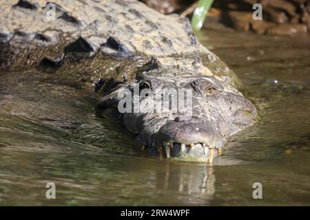 Crocodile flottant dans une rivière au Costa Rica Banque D'Images