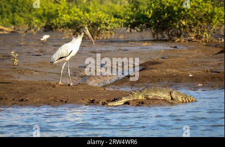 Ibis blanc américain et crocodile sur la rive Banque D'Images