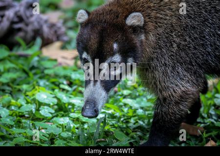 White nosed coati au Costa Rica Banque D'Images