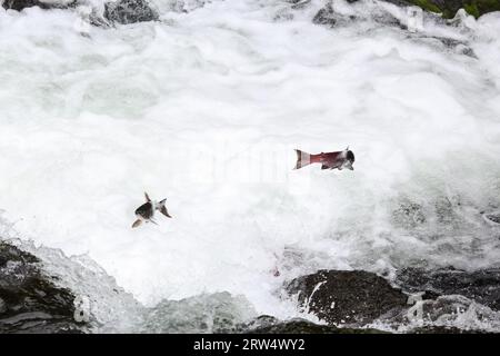 Saumons sautant en amont pour frayer, Fédération de River Falls, péninsule de Kenai, Alaska Banque D'Images