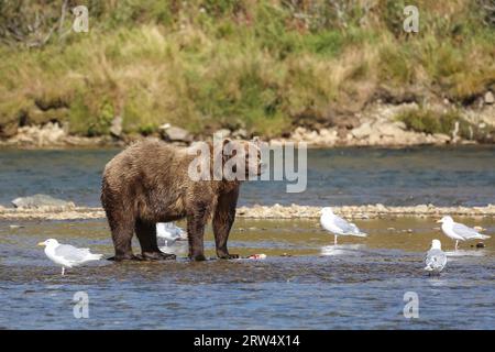 Ours brun d'Alaska (grizzli) debout dans le lit de la rivière, regardant, mouettes autour, Moraine Creek Banque D'Images