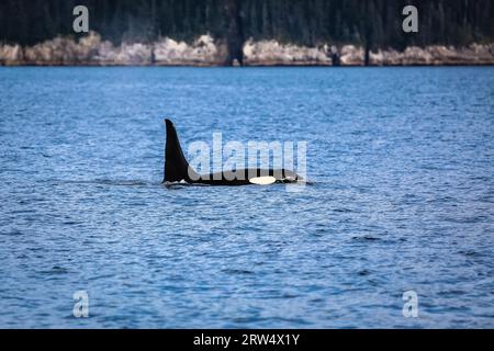 Orca natation sur la surface de l'eau, Kenai Fjords National Park, Alaska Banque D'Images