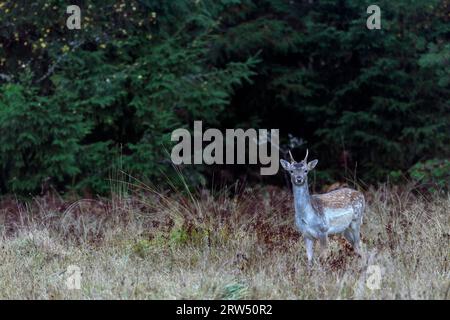 Je n'ai pas été un peu surpris par cette rencontre avec une biche de cerf de jachère (Dama Dama) dans l'est de la Suède, malheureusement ces animaux étaient très timides Banque D'Images