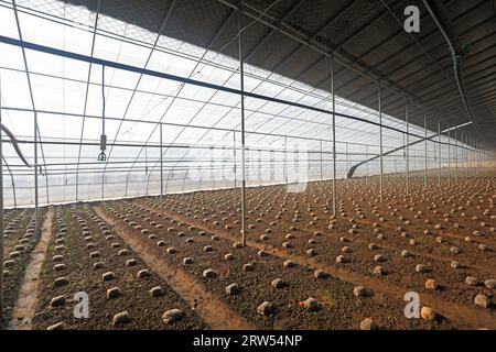 Serre de culture de Morchella dans une base de plantation dans le nord de la Chine Banque D'Images