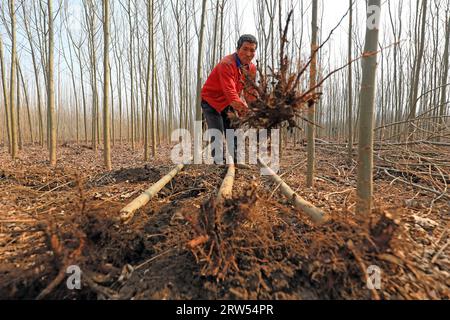 COMTÉ de LUANNAN, province du Hebei, Chine - 8 mars 2021 : les agriculteurs élèvent des semis dans des pépinières Banque D'Images
