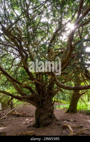 Arbre d'if dans l'ancienne forêt d'if de Kingley Vale avec des arbres estimés jusqu'à ou autour de 1000 ans. West Sussex, Angleterre. Banque D'Images