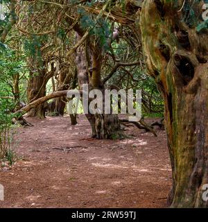 Arbre d'if dans l'ancienne forêt d'if de Kingley Vale avec des arbres estimés jusqu'à ou autour de 1000 ans. West Sussex, Angleterre. Banque D'Images