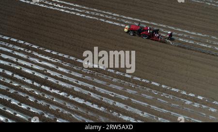 Les agriculteurs conduisent des tracteurs pour cultiver du taro en plastique dans les champs de la plaine de Chine du Nord Banque D'Images