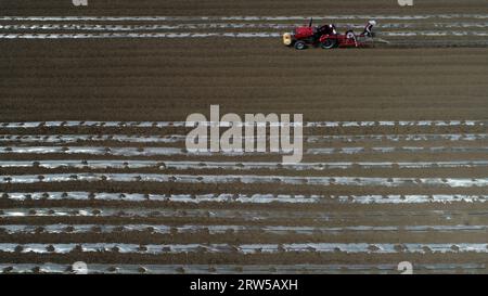 Les agriculteurs conduisent des tracteurs pour cultiver du taro en plastique dans les champs de la plaine de Chine du Nord Banque D'Images