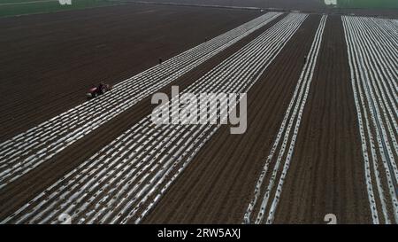 Les agriculteurs conduisent des tracteurs pour cultiver du taro en plastique dans les champs de la plaine de Chine du Nord Banque D'Images