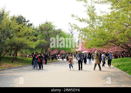 Pékin, Chine - 10 avril 2021 : les gens apprécient les cerisiers en fleurs dans le parc Yuyuantan à Pékin. Banque D'Images