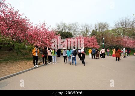 Pékin, Chine - 10 avril 2021 : les gens apprécient les cerisiers en fleurs dans le parc Yuyuantan à Pékin. Banque D'Images