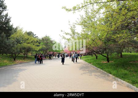 Pékin, Chine - 10 avril 2021 : les gens apprécient les cerisiers en fleurs dans le parc Yuyuantan à Pékin. Banque D'Images