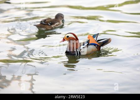 Beaux oiseaux d'eau et canards mandarins dans l'étang, Pékin Banque D'Images