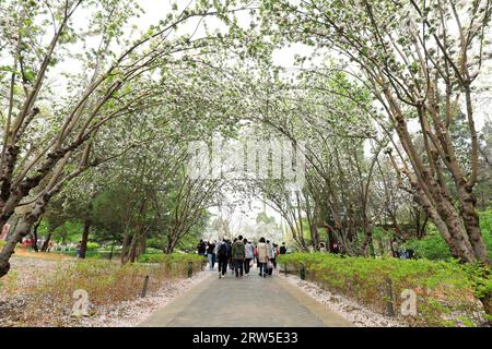 Les touristes apprécient les cerisiers en fleurs dans le parc Yuyuantan à Pékin Banque D'Images