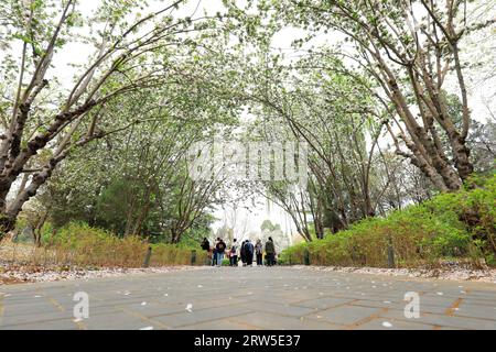 Les touristes apprécient les cerisiers en fleurs dans le parc Yuyuantan à Pékin Banque D'Images