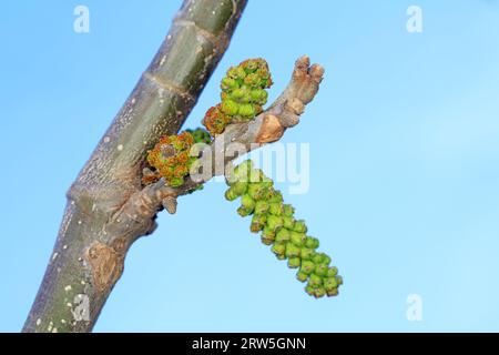 Les fleurs de noix sont dans le jardin botanique, dans le nord de la Chine Banque D'Images