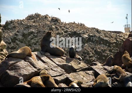 Lions de mer reposant sur les rochers de l'île Ballestas au Pérou Banque D'Images