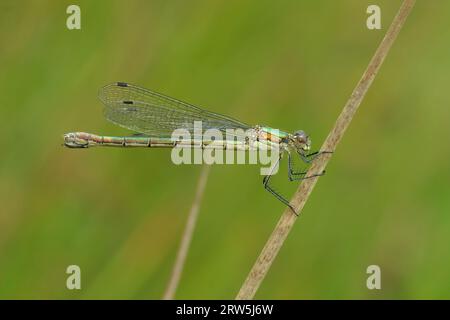 Gros plan détaillé sur un Spreadwing Emerald, Lestes dryas, damselflfy, sur fond vert Banque D'Images