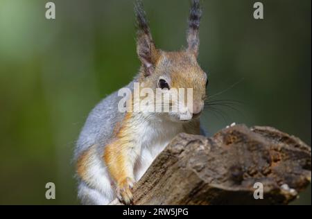 L'écureuil roux (Sciurus vulgaris), Comité permanent sur la mousse, Karelia, Finlande Banque D'Images