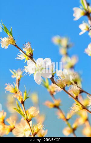 Capturez la beauté éthérée des fleurs blanches en pleine floraison sous l'étreinte douce de la lumière du soleil Banque D'Images