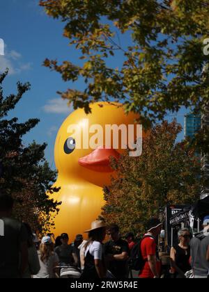 Toronto, Canada. 16 septembre 2023. Le plus grand canard en caoutchouc du monde est exposé lors du festival riverain annuel de Toronto au Queens Quay East à Toronto. Crédit : SOPA Images Limited/Alamy Live News Banque D'Images