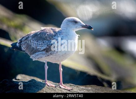 Cape May, États-Unis. 16 septembre 2023. Une mouette marche le long de la jetée après que les restes de l'ouragan Lee ont passé la côte alors que les gens ont apprécié le temps chaud samedi 16 septembre 2023 à Cove Beach à Cape May, New Jersey. Les températures étaient dans le bas des années 80 le dernier week-end avant l'automne. ( Crédit : William Thomas Cain/Alamy Live News Banque D'Images